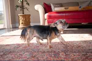 PetPeePee servicing the Pets Owners nationwide for Oriental rug Cleaning.