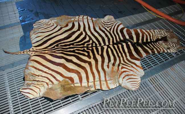 Removing the urine odor from Animal skin Area rug